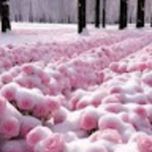 Meet your Posher, Yuna